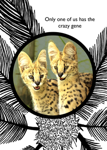 serval birthday card